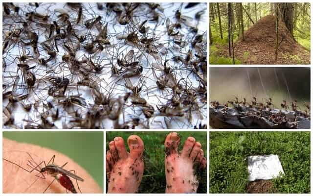 От комаров и мошек на природе - картинка 1