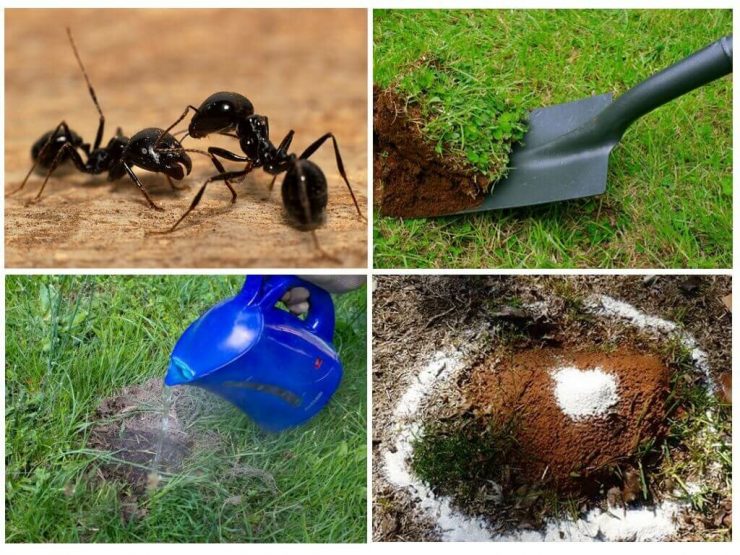 От муравьев на дачном участке - картинка 1