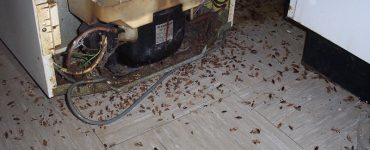 Откуда берутся тараканы в квартире - картинка 27