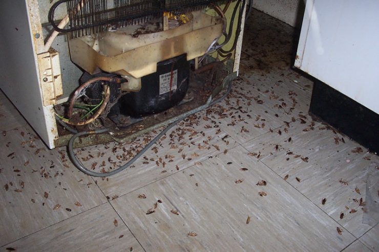 Откуда берутся тараканы в квартире - картинка 1