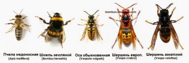 Пчела оса шмель шершень овод - картинка 8
