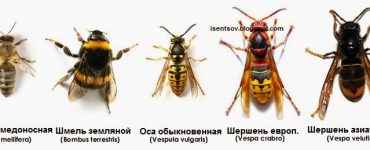 Пчела оса шмель шершень овод - картинка 35