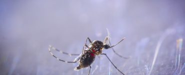 Почему необходимо бороться с комарами и клещами - картинка 33