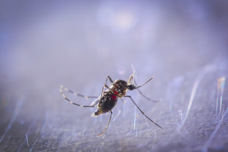 Почему необходимо бороться с комарами и клещами - картинка 1