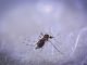 Почему необходимо бороться с комарами и клещами - картинка 29
