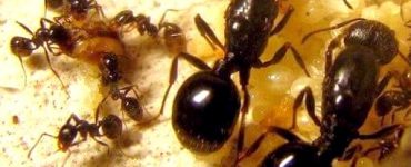 Польза и вред муравьев - картинка 27
