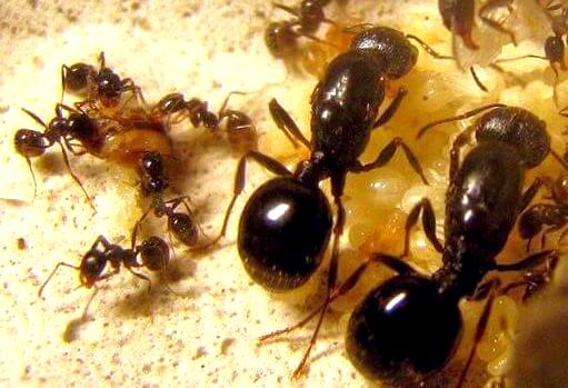 Польза и вред муравьев - картинка 1