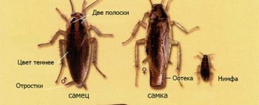 Самки и самцы тараканов - картинка 37