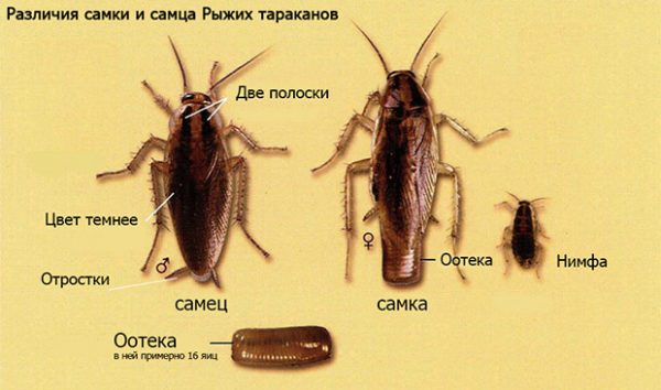 Самки и самцы тараканов - картинка 1