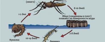 Сколько дней живет комар - картинка 41