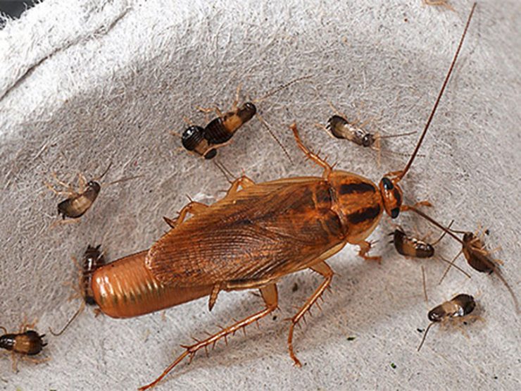 Сколько тараканы живут без воды - картинка 1