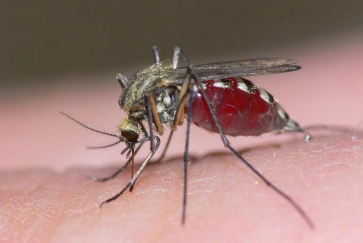 Сколько живет комар после укуса - картинка 1