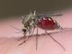 Сколько живет комар после укуса - картинка 56