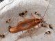 Сколько живут тараканы без еды - картинка 64