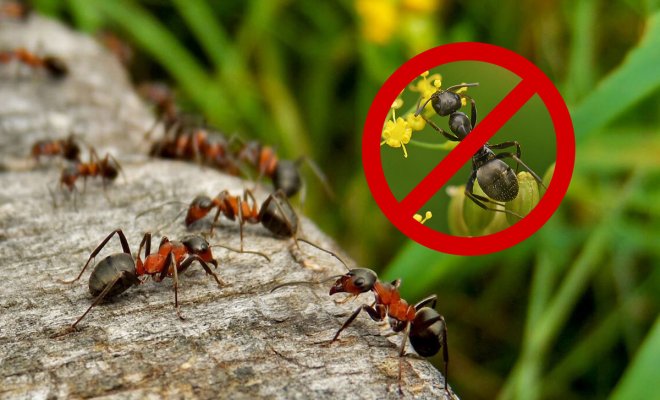 Средство от муравьев на огороде муравьи - картинка 1
