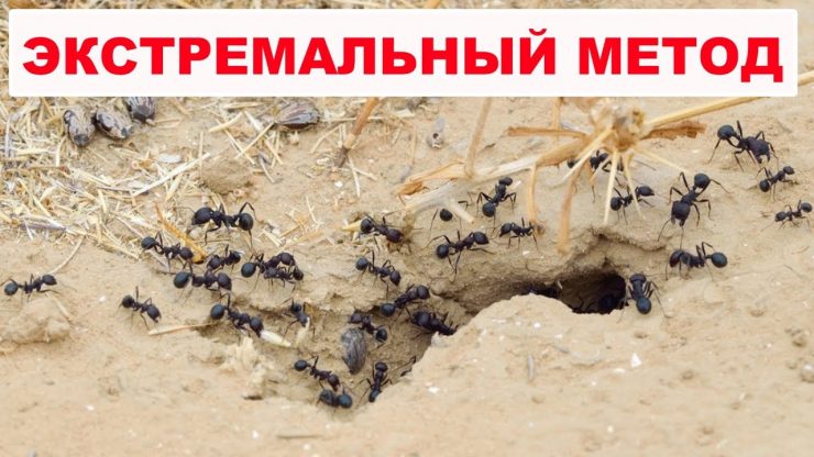 Средство от муравьев в домашних условиях - картинка 1