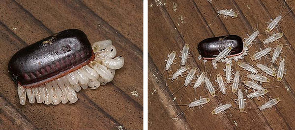 Тараканы как сделать яйцо - картинка 1