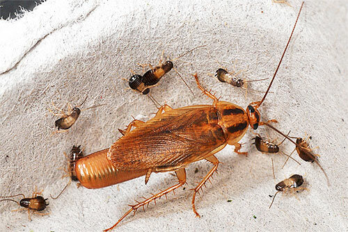 Тараканы в квартире откуда и как избавиться - картинка 1