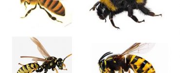Укус шершня осы пчела шмеля - картинка 24