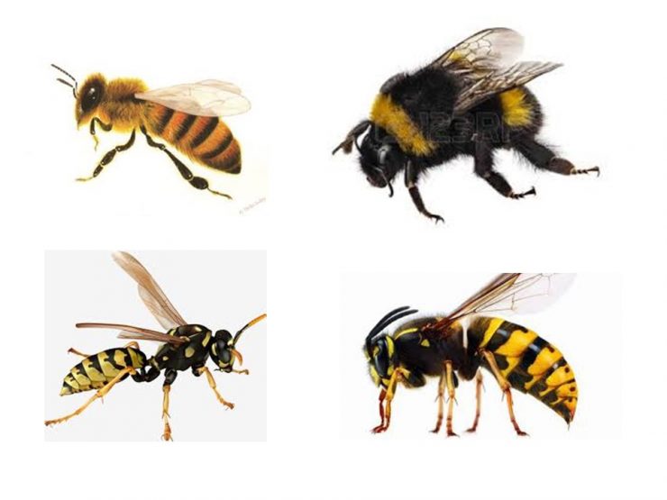 Укус шершня осы пчела шмеля - картинка 1