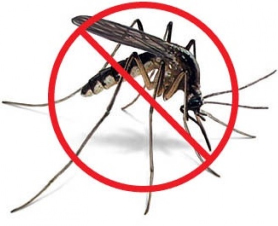 Уничтожение комаров на дачном участке - картинка 1