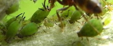 Взаимоотношения муравьев и тлей - картинка 35