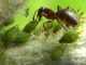 Взаимоотношения муравьев и тлей - картинка 43