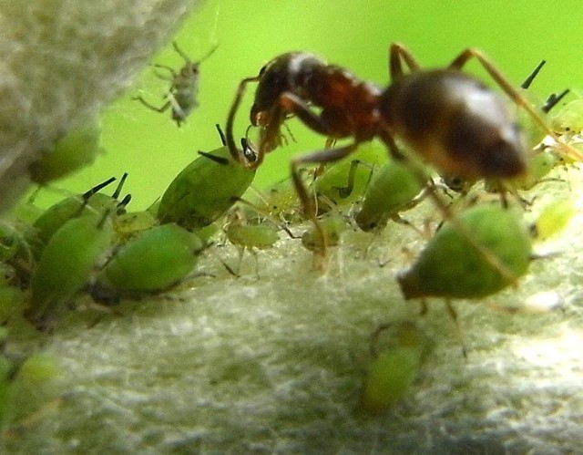 Взаимоотношения муравьев и тлей - картинка 1