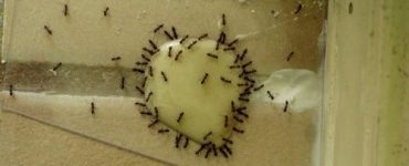 Желток борная кислота муравьи - картинка 39