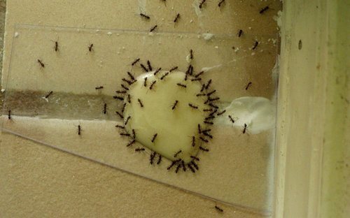 Желток борная кислота муравьи - картинка 1